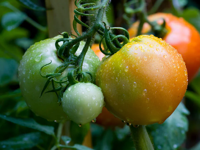 Tomato