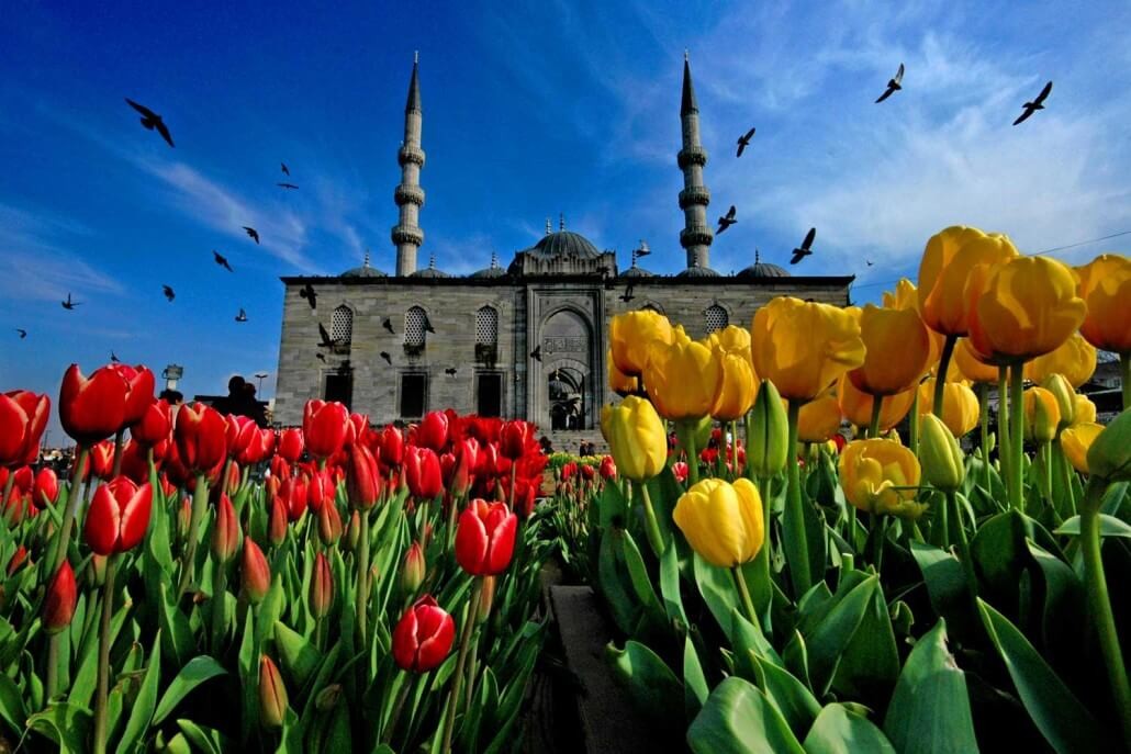 Турецкие тюльпаны