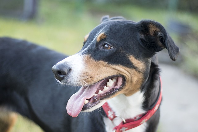 Leseverstehen Hunde-Abenteuer 