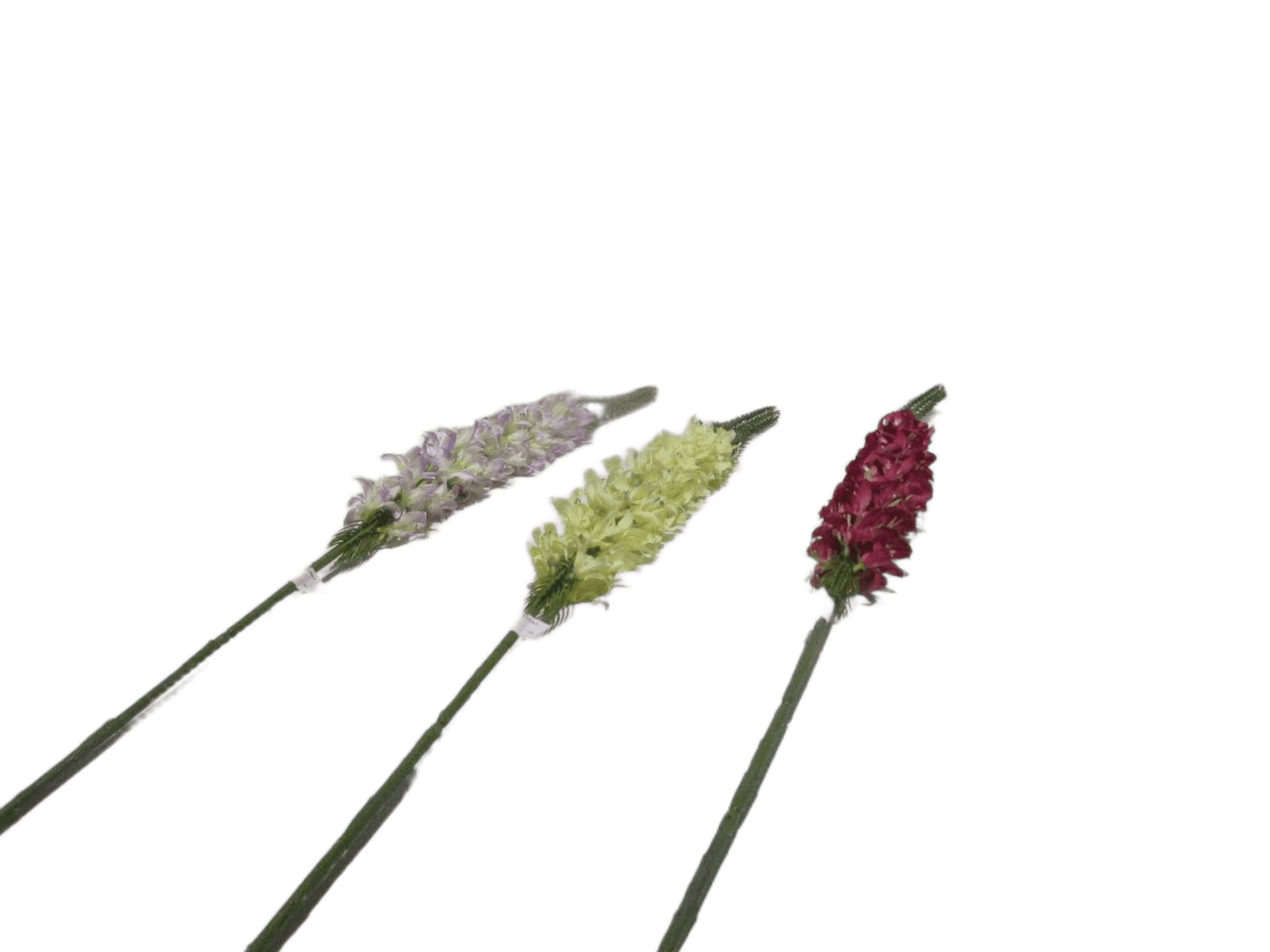 Delphinium X 1 106cm