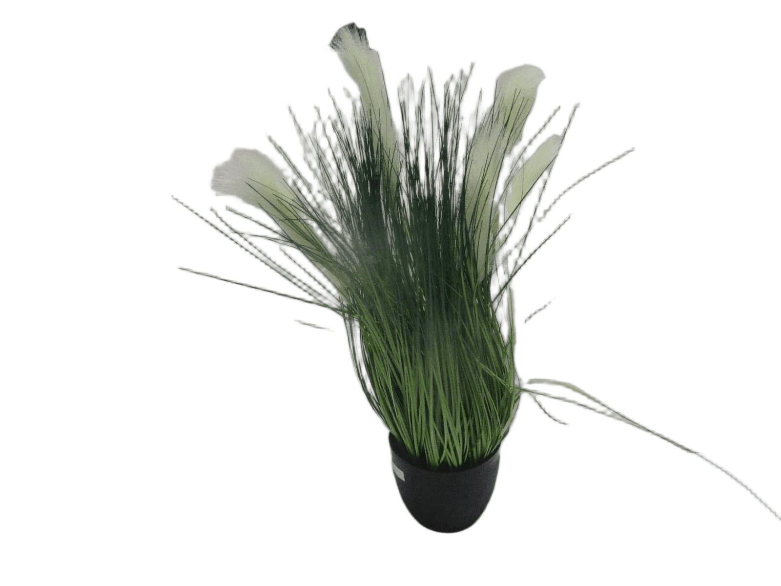 Grass Bunch Pl Pot H90
