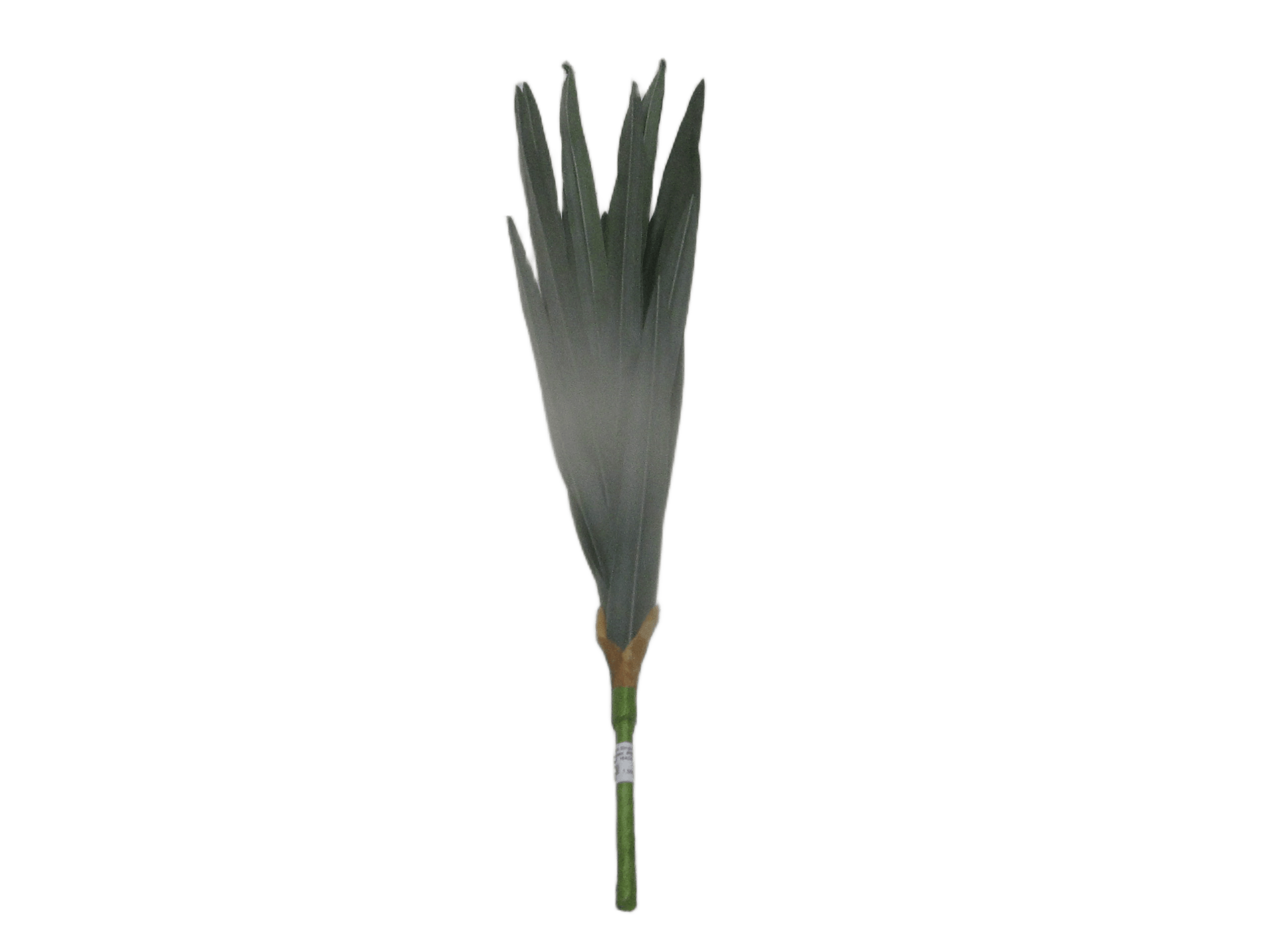 Flower 95cm Single Daylily X 15 Lvs 95cm Grey/Green