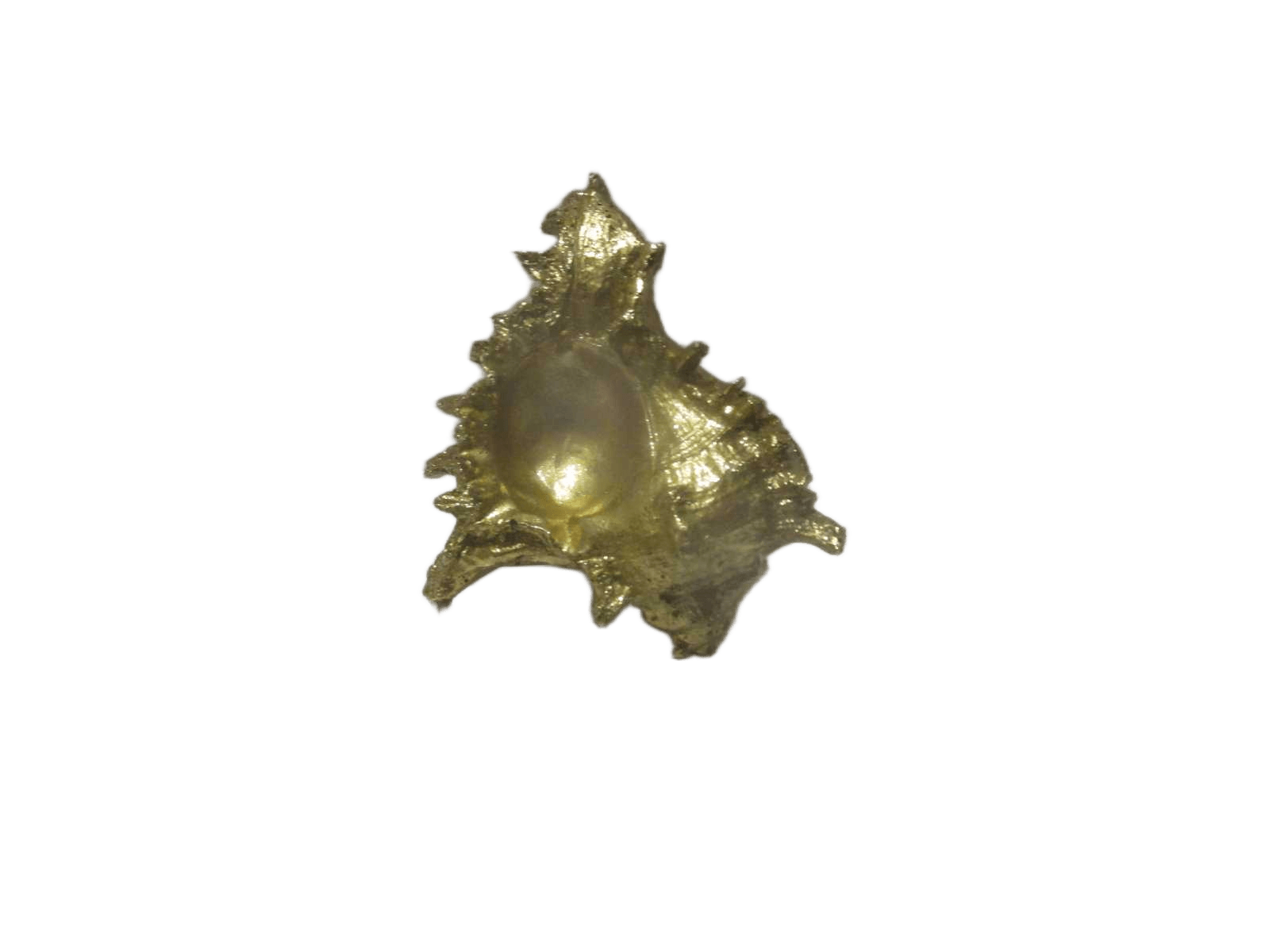 Gold Conch L, 600g Resin Multi L 19cm