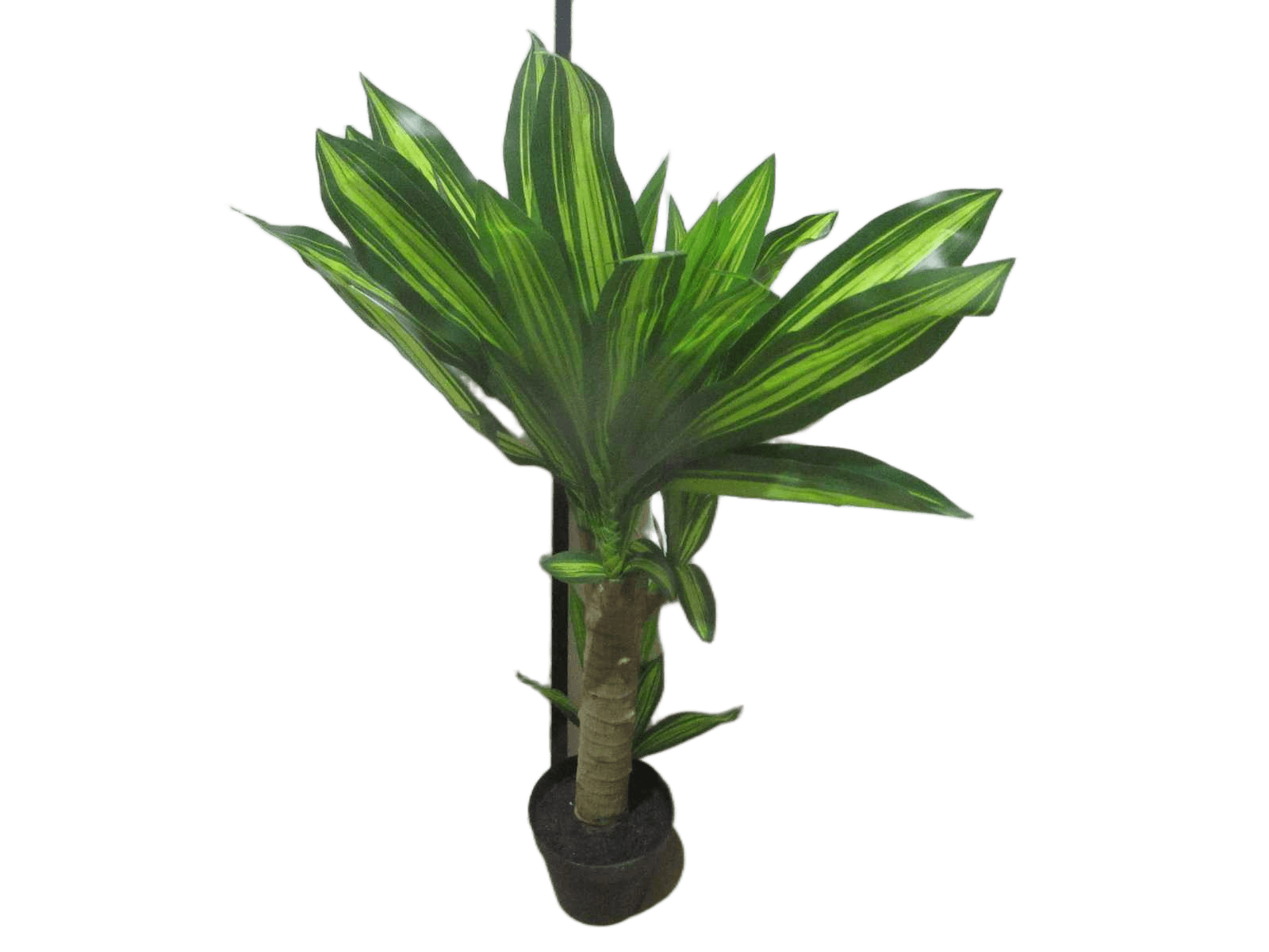 Brazilian Iron Potted Plant55lvs
