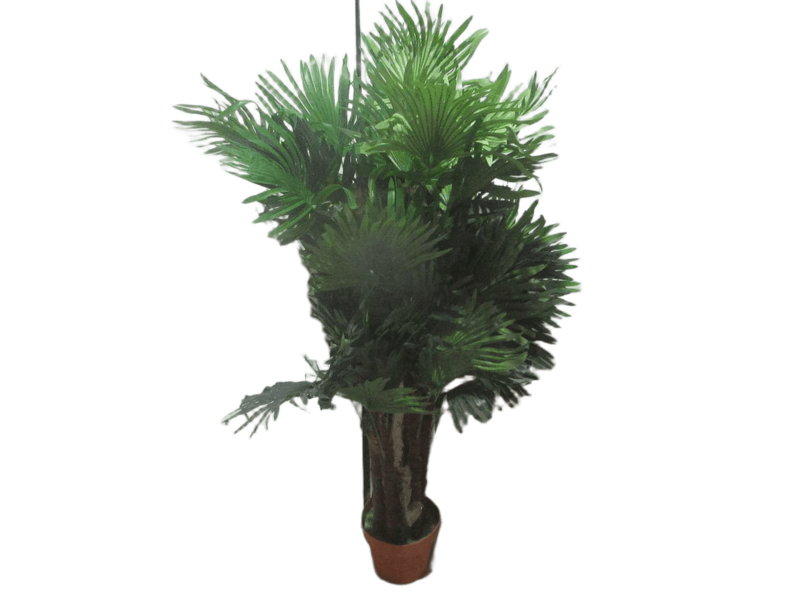 Lady Palm 72lvs
