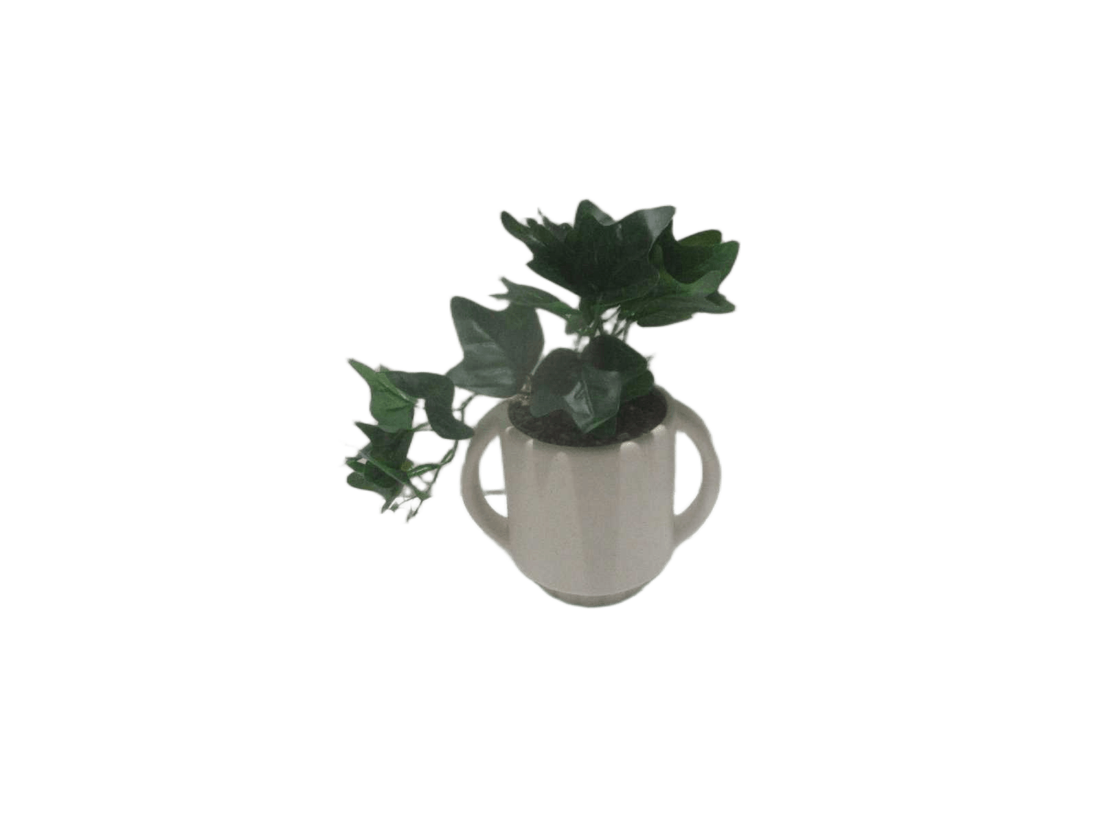 Ivy W/Crmc Pot Olm H24