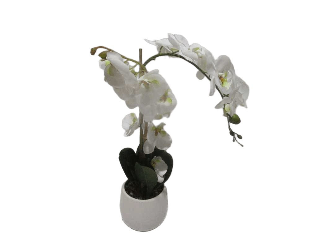 Vase White Orchid White Flower In White D13x13x55