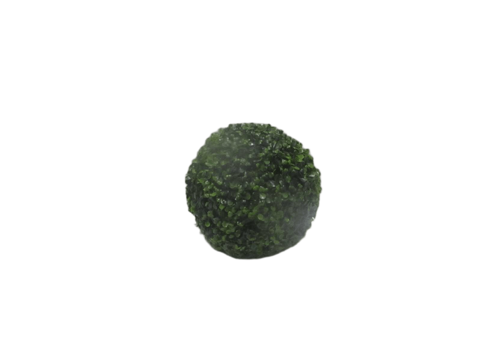 Boxwood D28