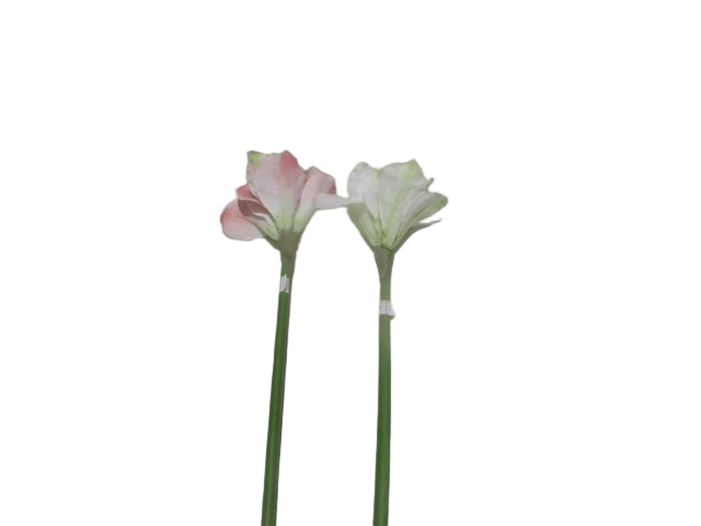 Artificial Flower Amaryllis 60cm Single X 3 Heads 2 Ass. White 07/Gw-6pcs Pink 04/Pkg-6pcs 84*49*54cm