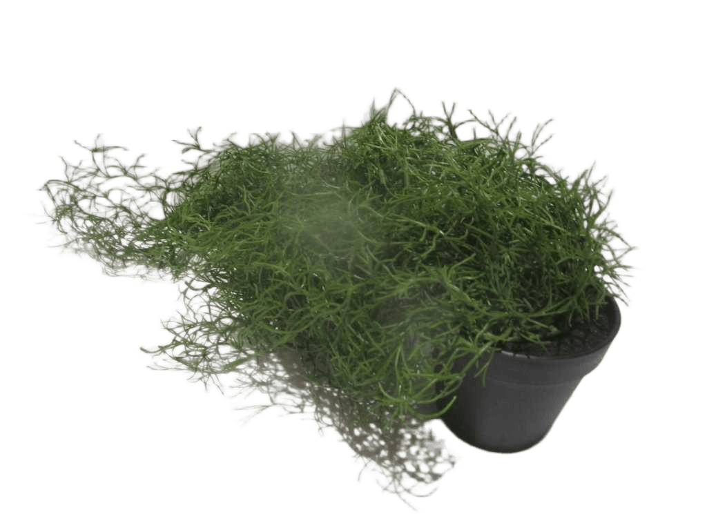 Artificial Flower Airplant In Black Plastic Pot Dark Green 80*53*76cm