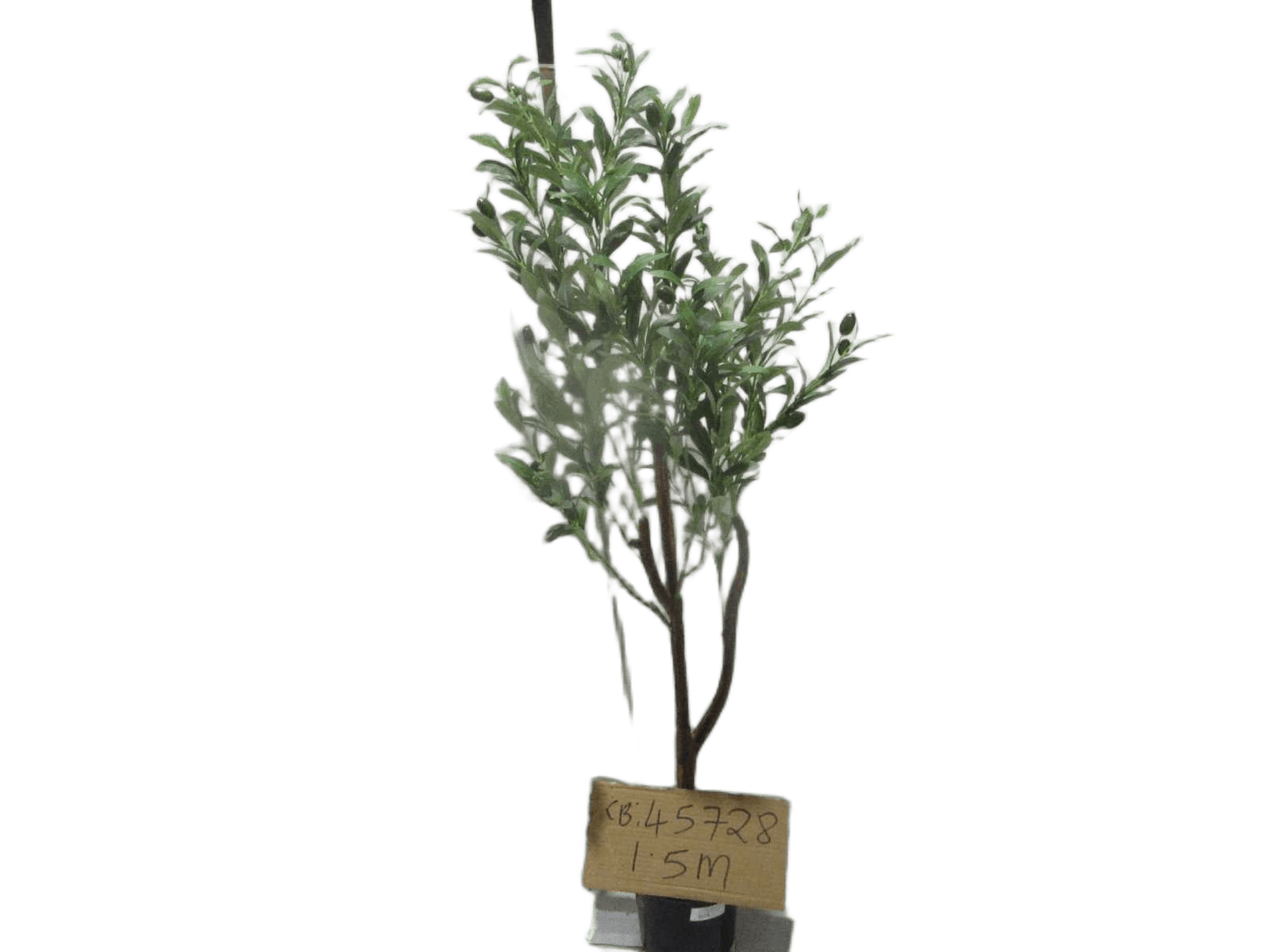 Tree Olive Series A 150cm With Black Pot 1.5m