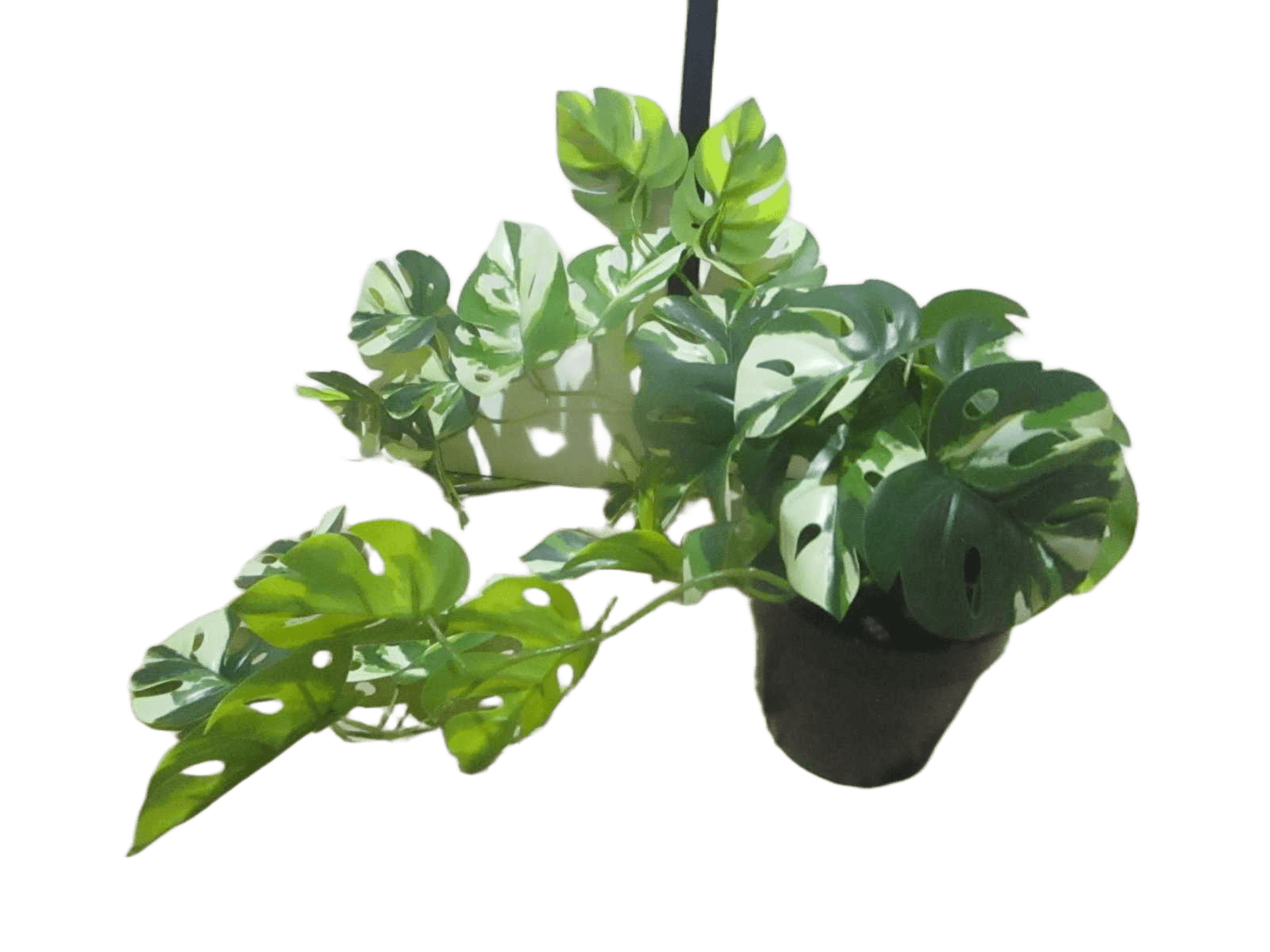 Potted Hanging Plant Mini White Monstera 32lvs