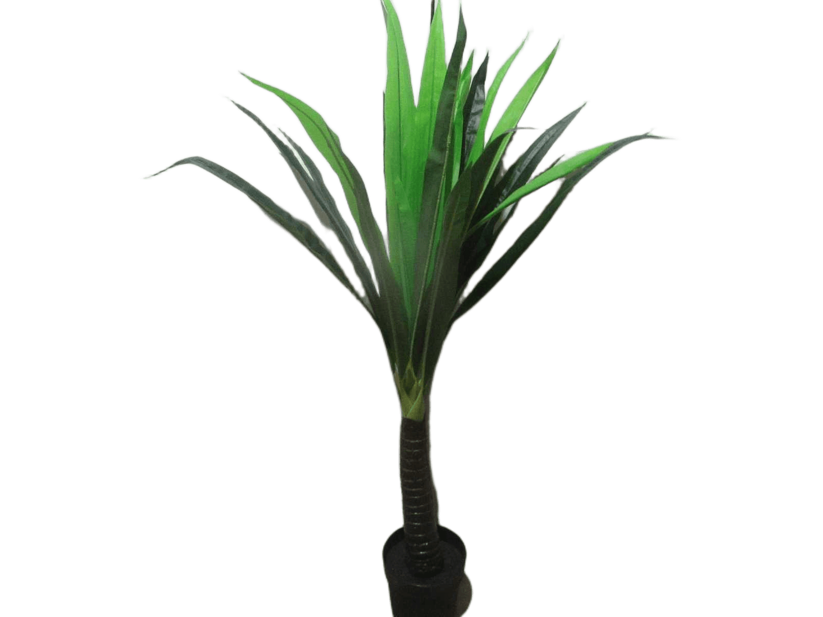 Palm