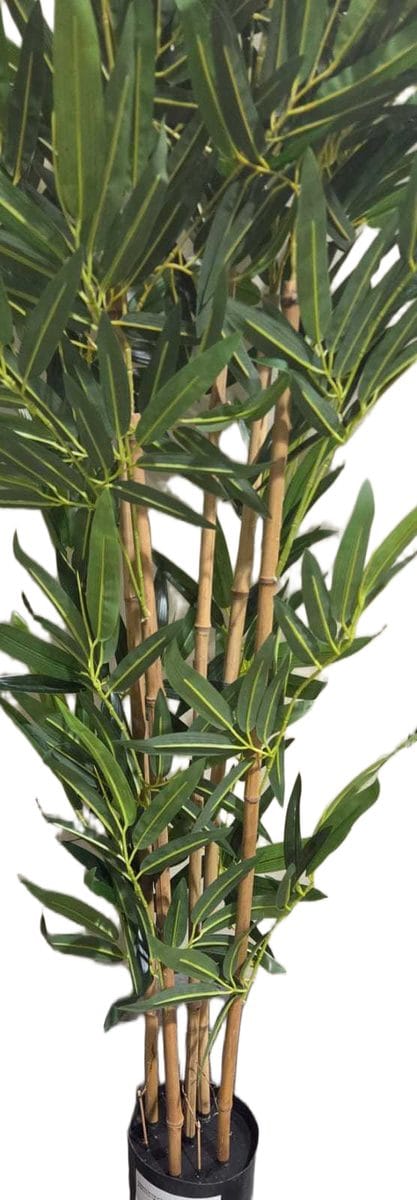 Bamboo In The Pot 5 Pole Bamboo With Pot 2.1m