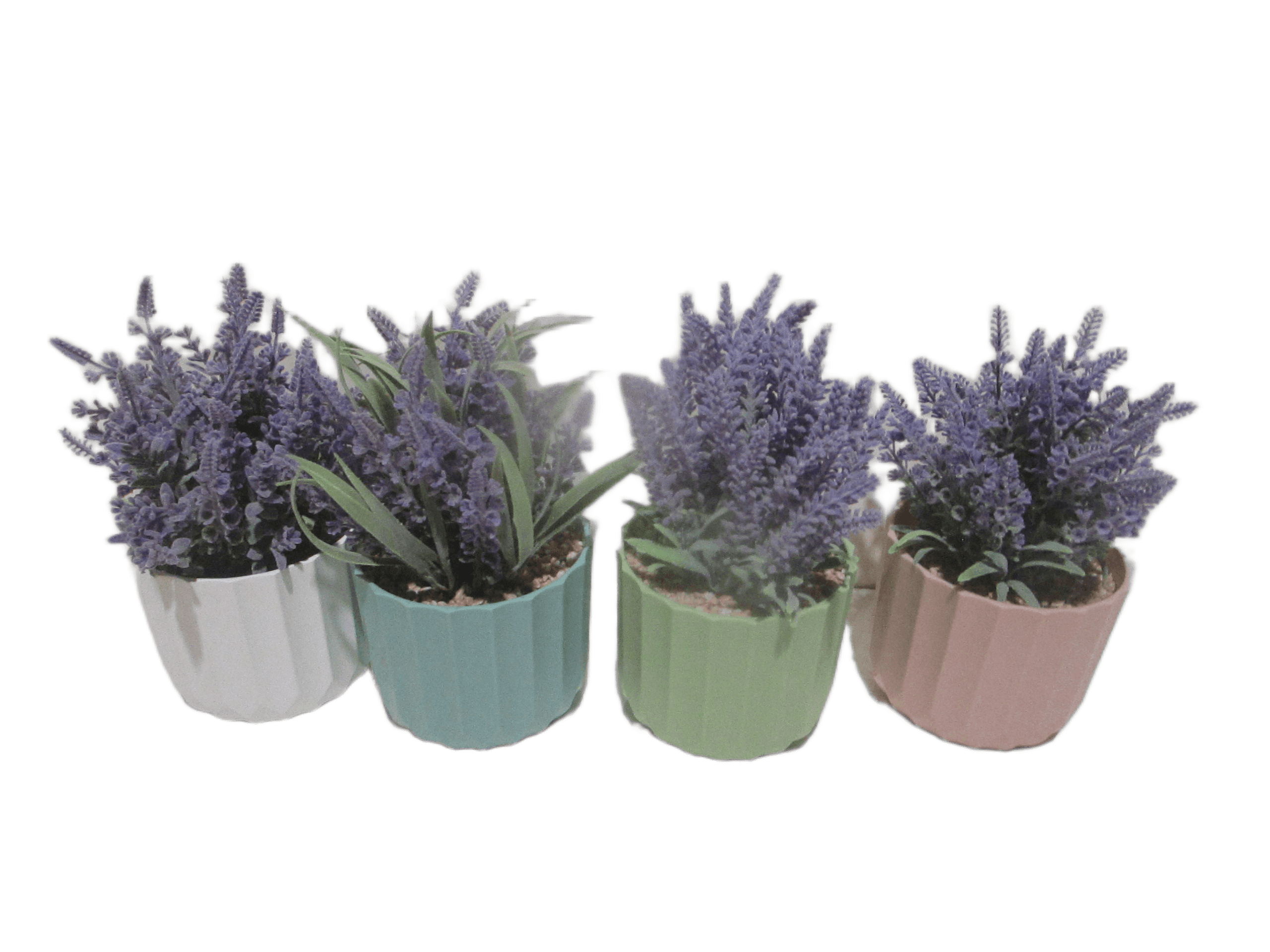 Flower Lavender In Plastic Pot 4 Assorted: Ch00341457 / Ch00341460 / Ch00341459 / Ch00341458 18cm