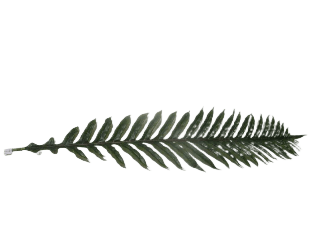 Artificial Flower Fishtail Palms Leaf * B Green 170*37*78cm