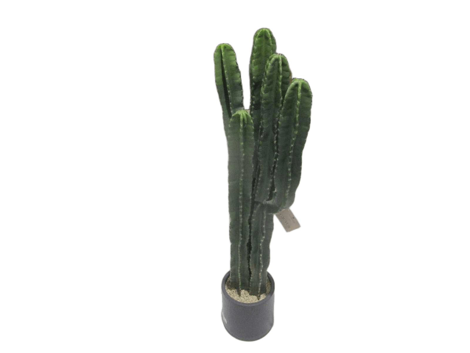 Cactus Plast Dagis H117