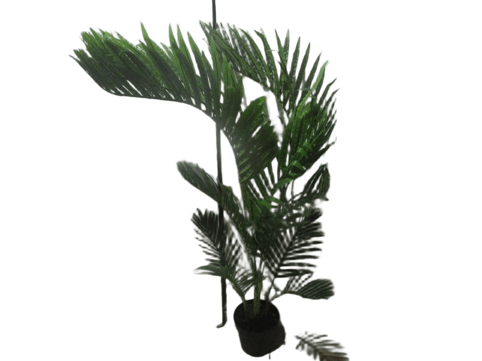 Palm 10lvs Potted Plant