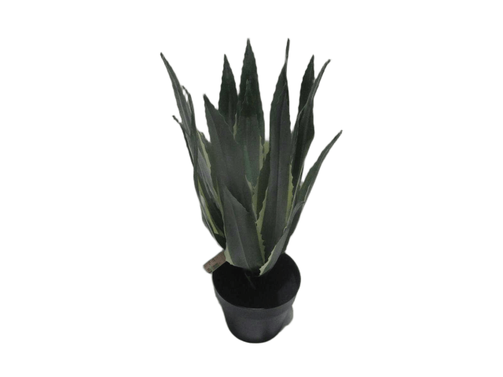 Agave Plast Pot Usi H55