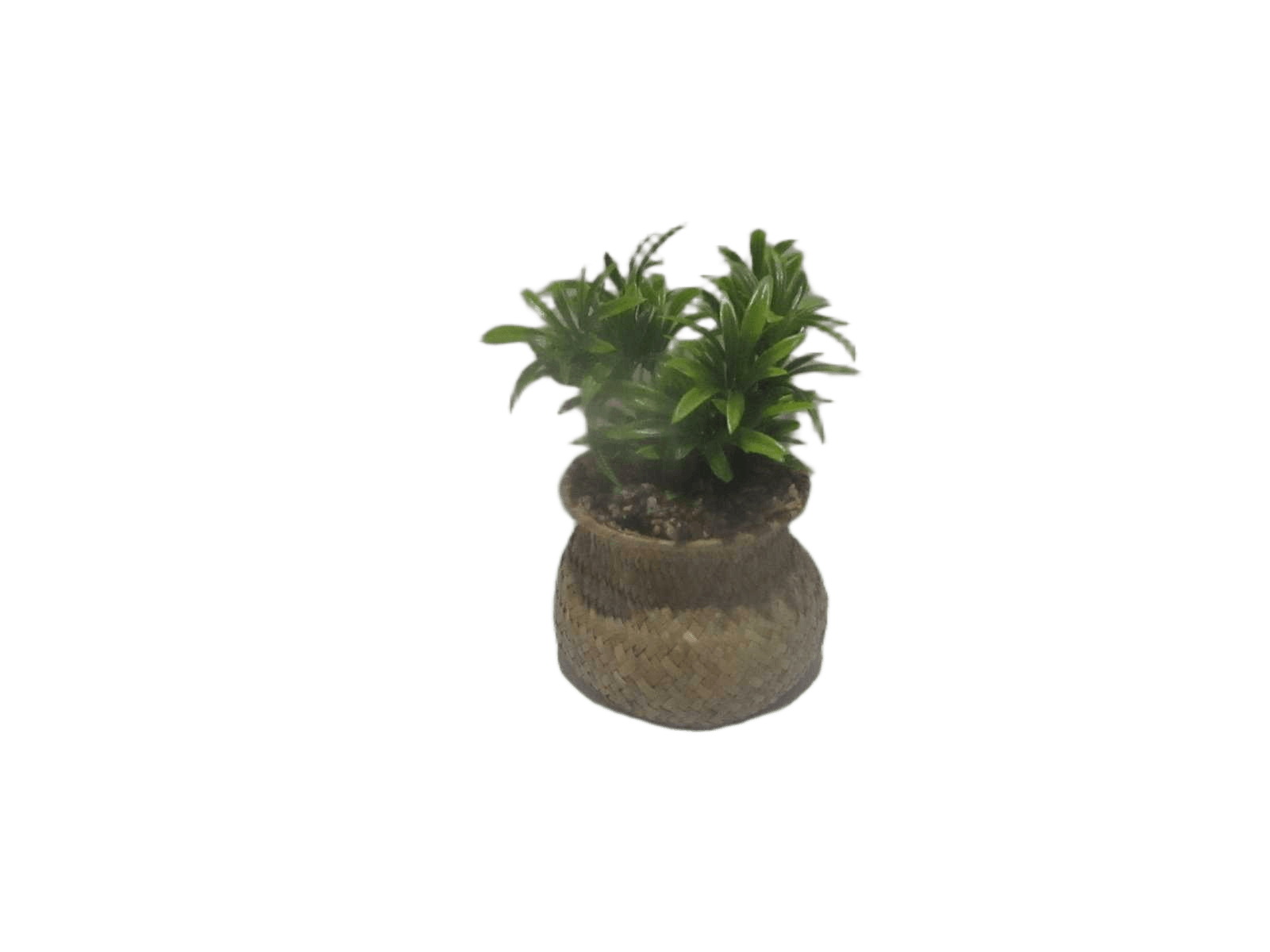 Plant W/ Nat Pot Jil H20