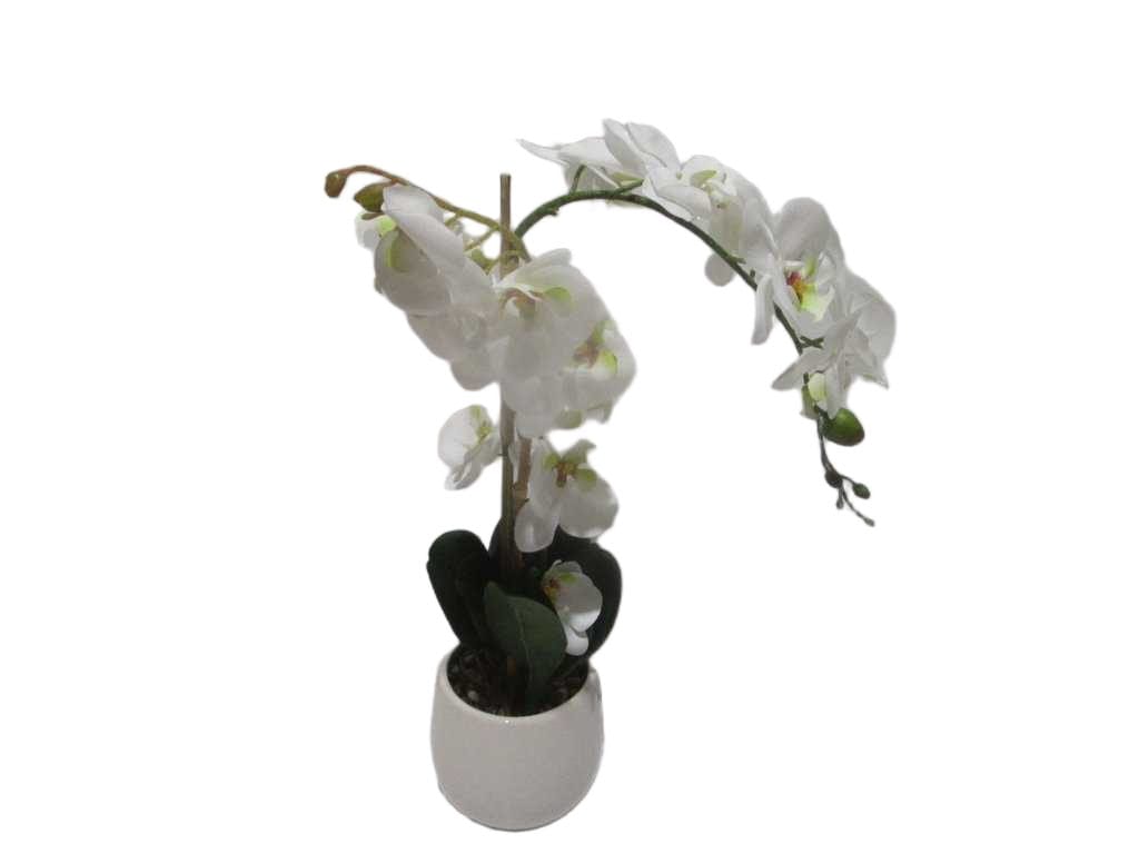Vase White Orchid White Flower In White D13x13x55
