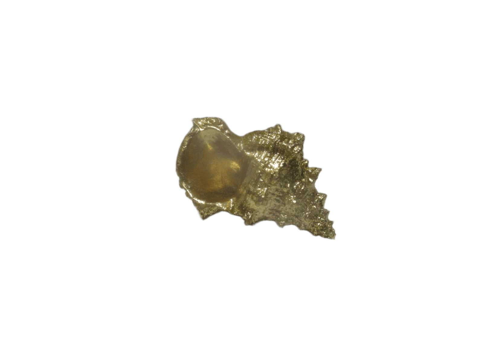 Gold Conch, 334g Resin Multi L 14cm