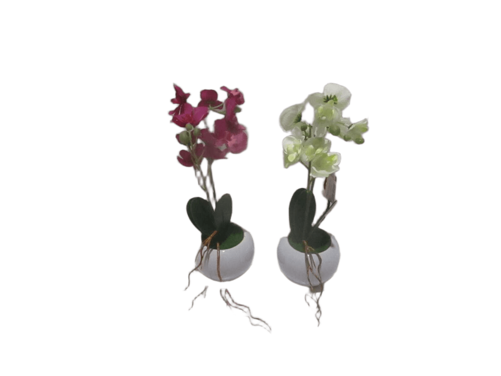 Pot Orchid Crmq H25