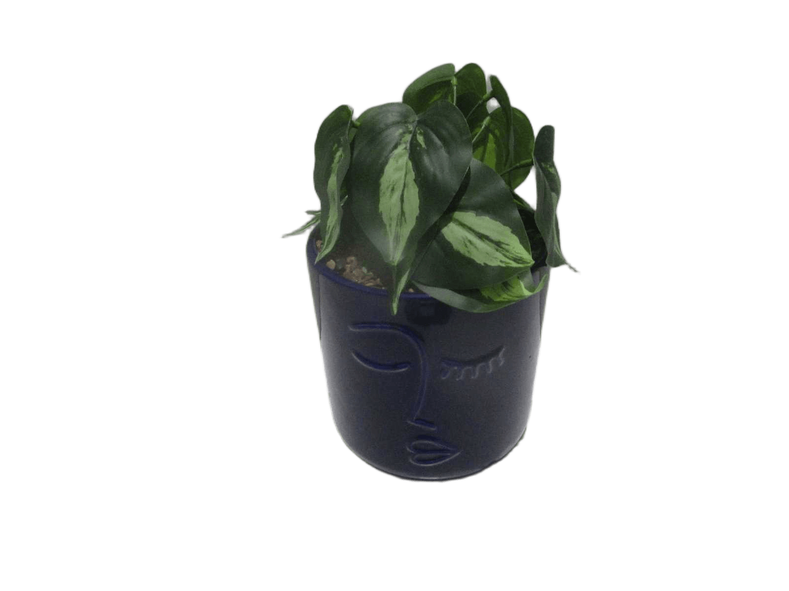 Plant Face Crmc Pot Sol H30