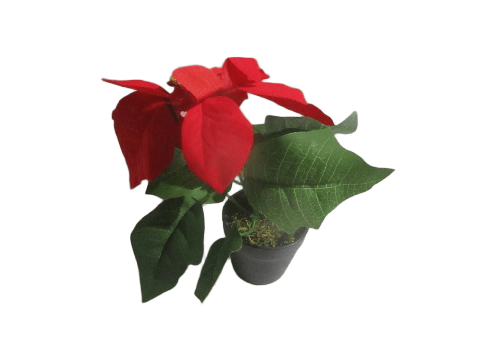 Flower Xmas 19cm Rood 1 Flower