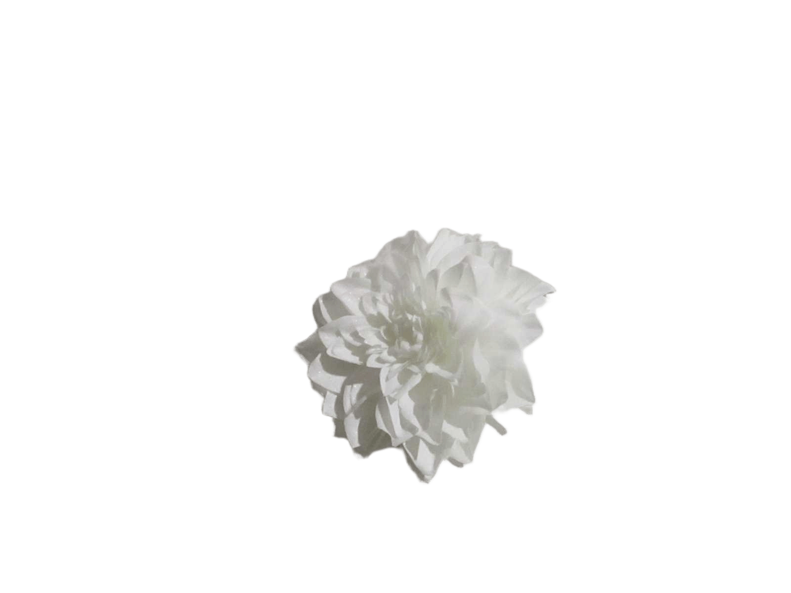 Dahlia Snow White Sdn 20cm