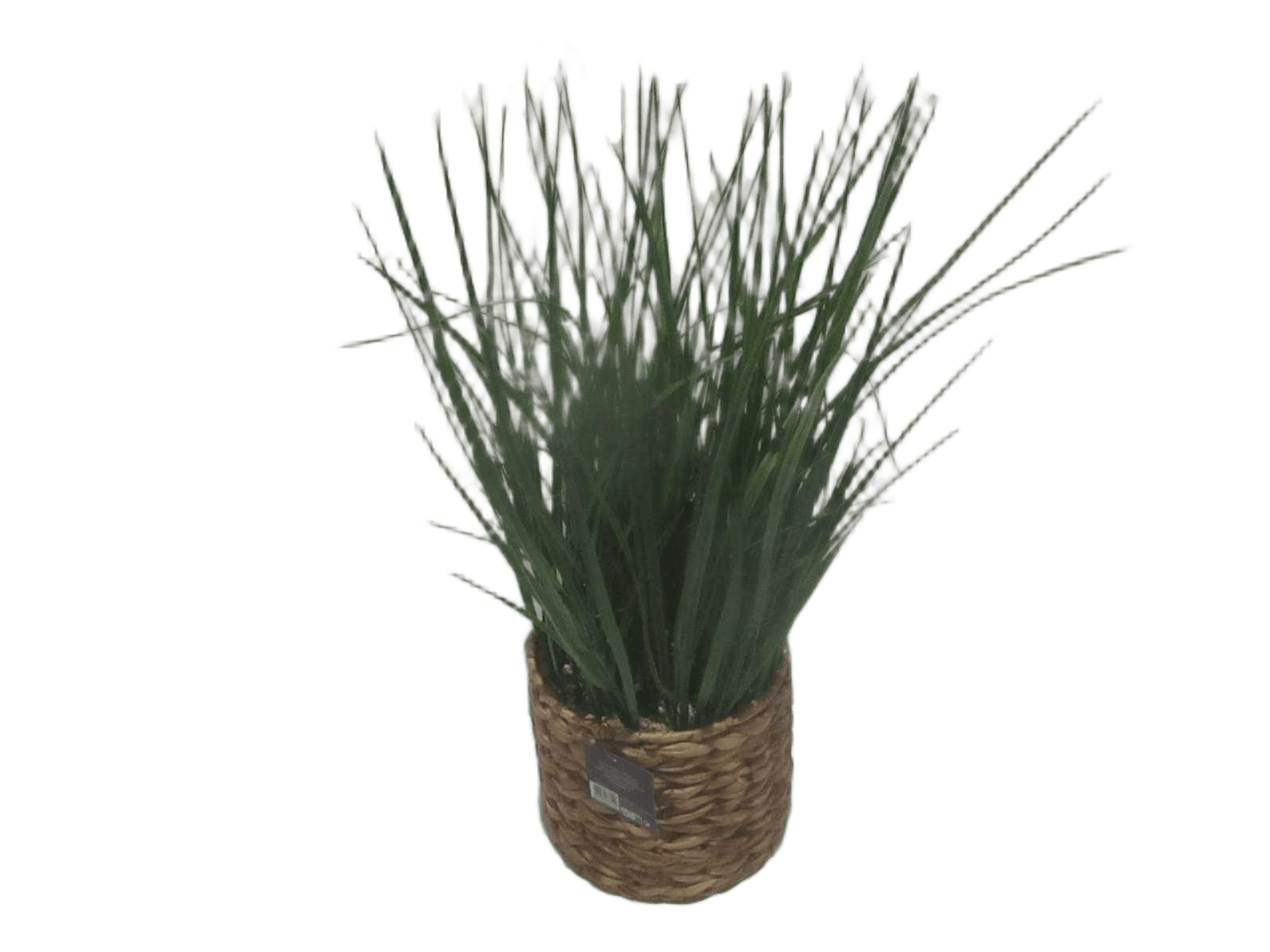 Plant W/ Nat Pot H70
