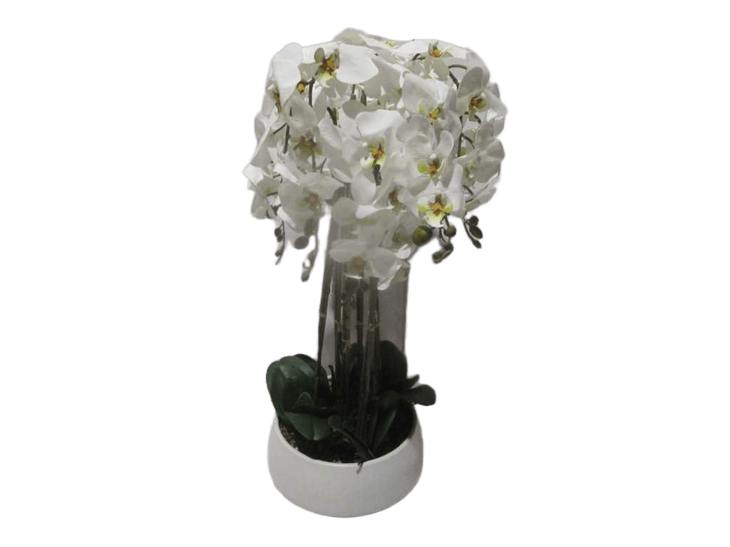 Vase White Orchid White Flower In White D28x14x75