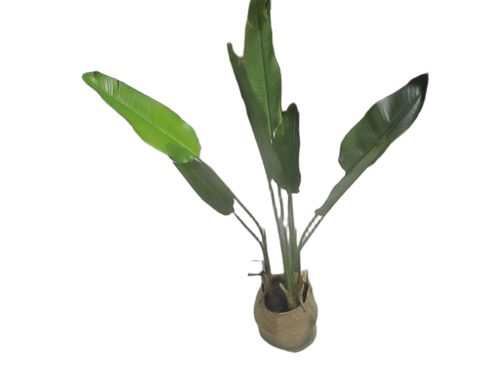 Strelitzia Plant Nat Pot H120