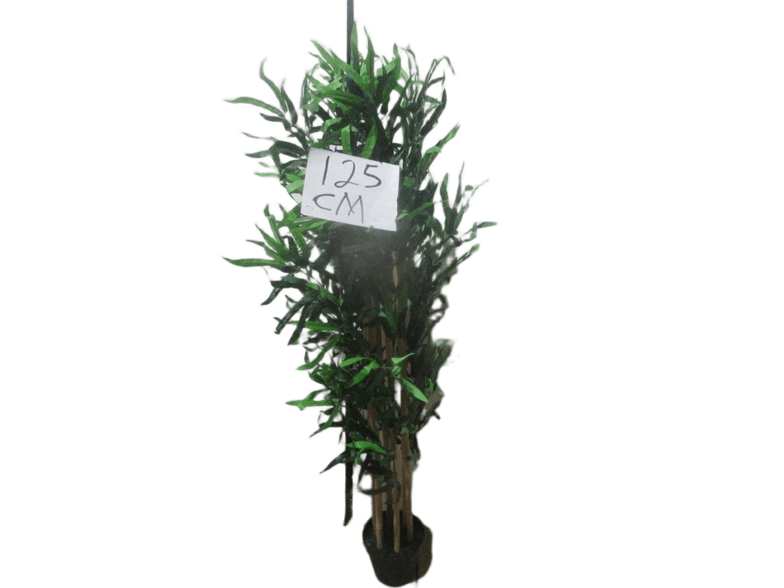 Bamboo 183lvs Potted Plant