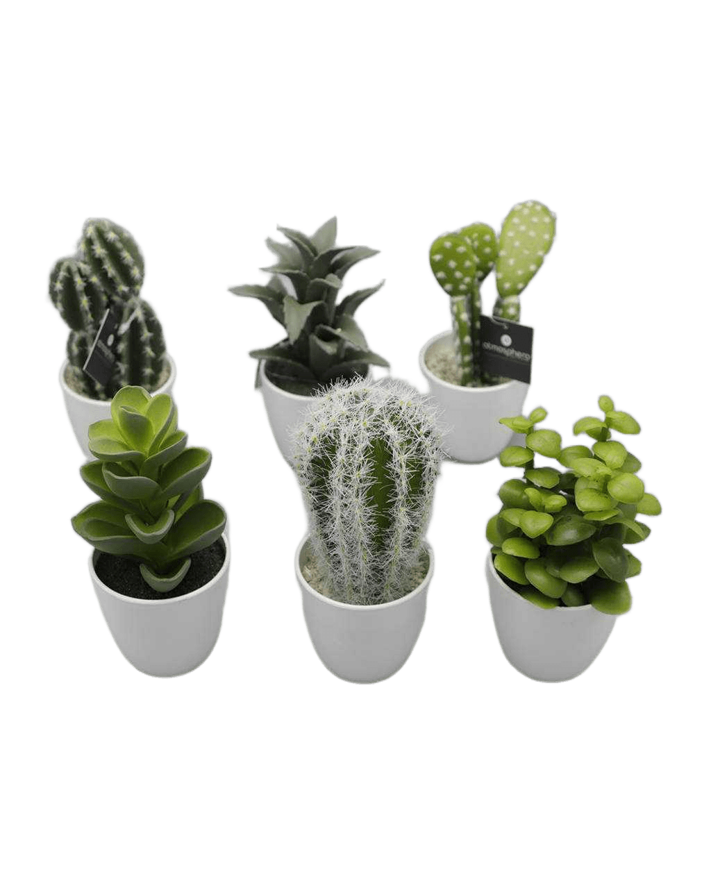 Succulent Cactus Box