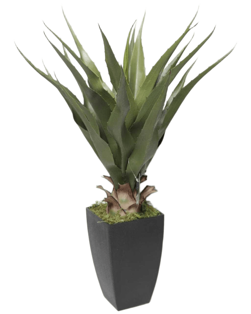 Pot Agave Rect H73