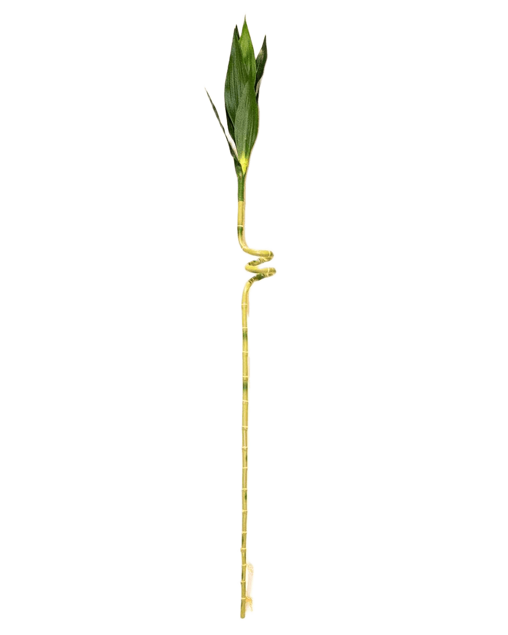 Artificial Lucky Bamboo Spray 10 Leeves Green 132 Cm