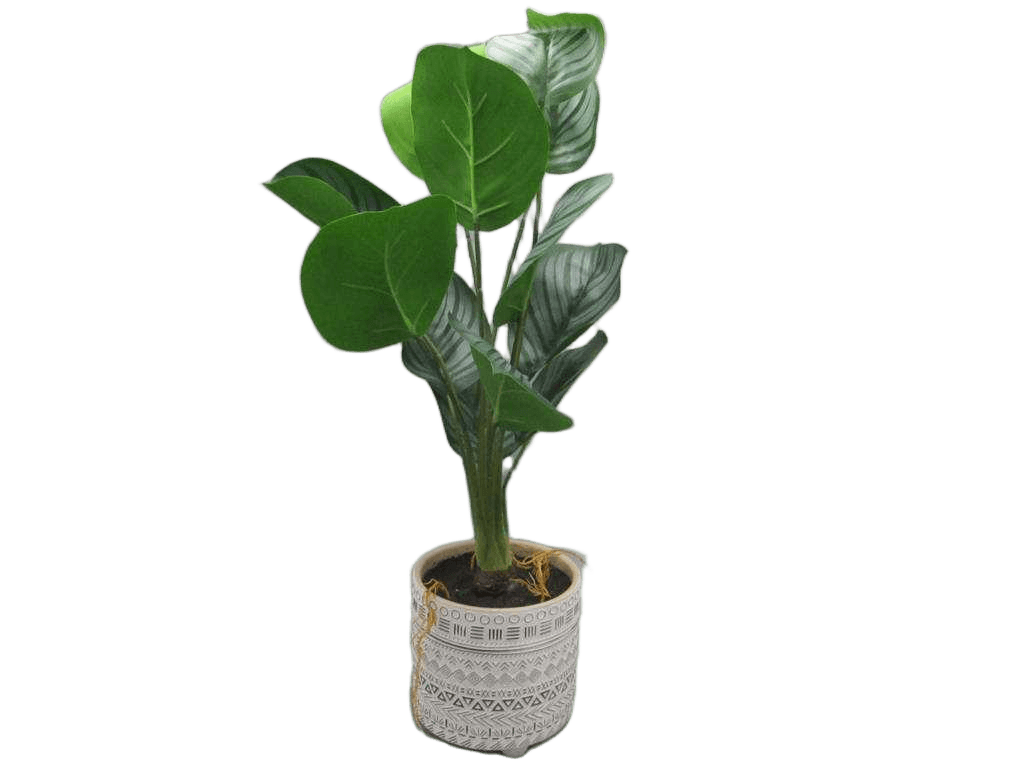 Artificial Arrowroot In Pot