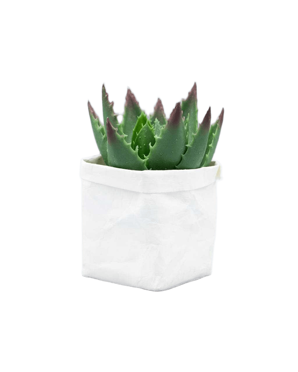 Artificial Aloe In Paper Pot 8.89cm 15.88*15.88*8.89cm