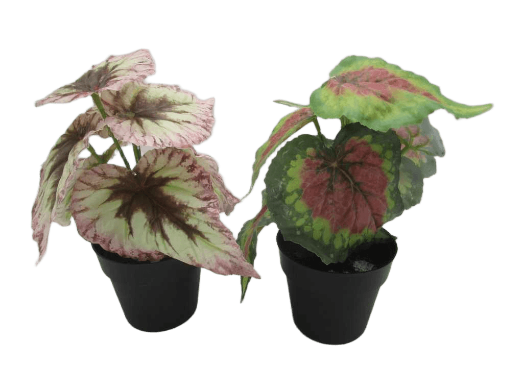 Artificial 24cm Real Touch Begonia X 7 Lvs In Plastic Pot(D100 X H85mm)