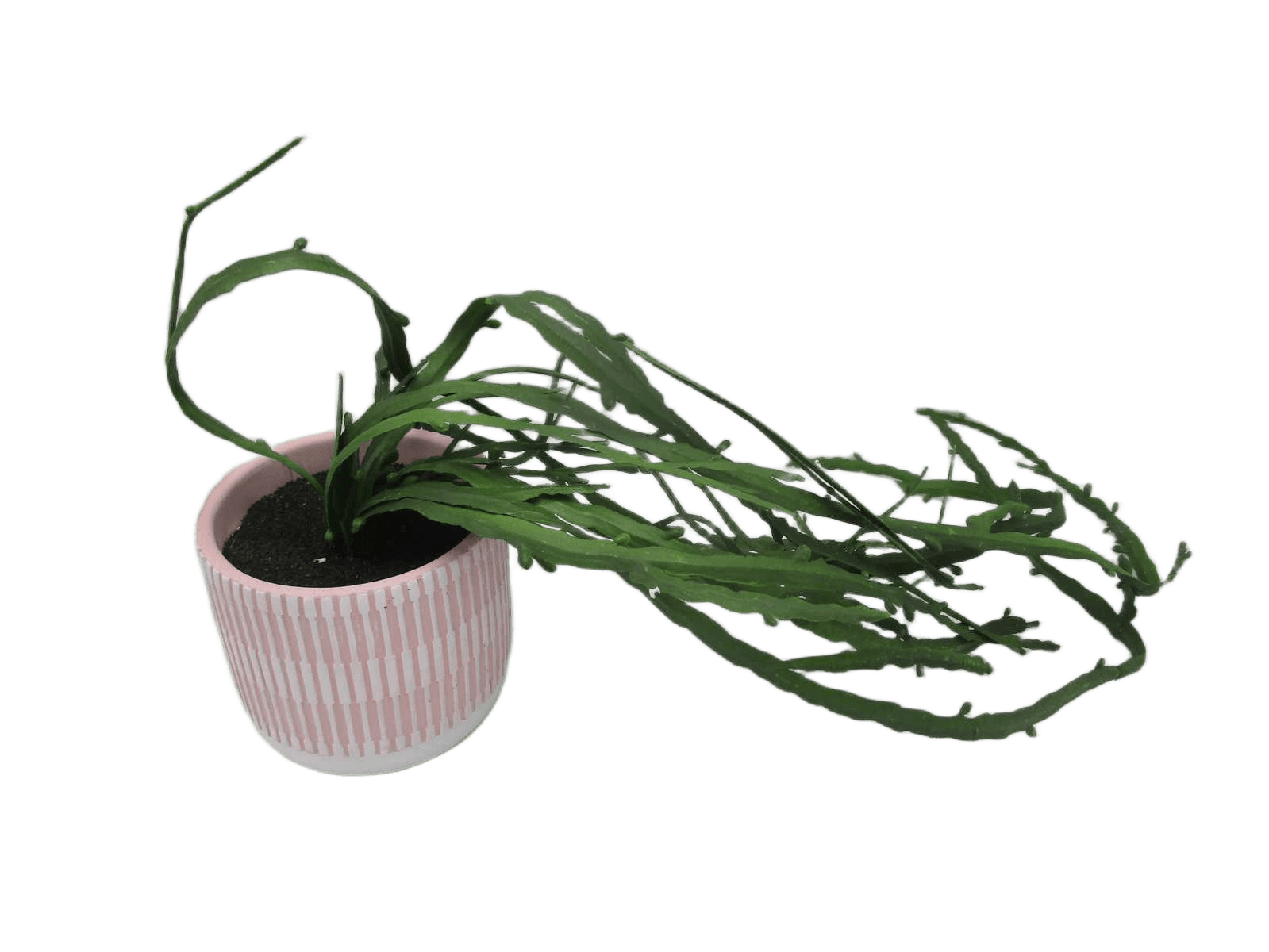 Artificial Hanging Plants In Cement Pot