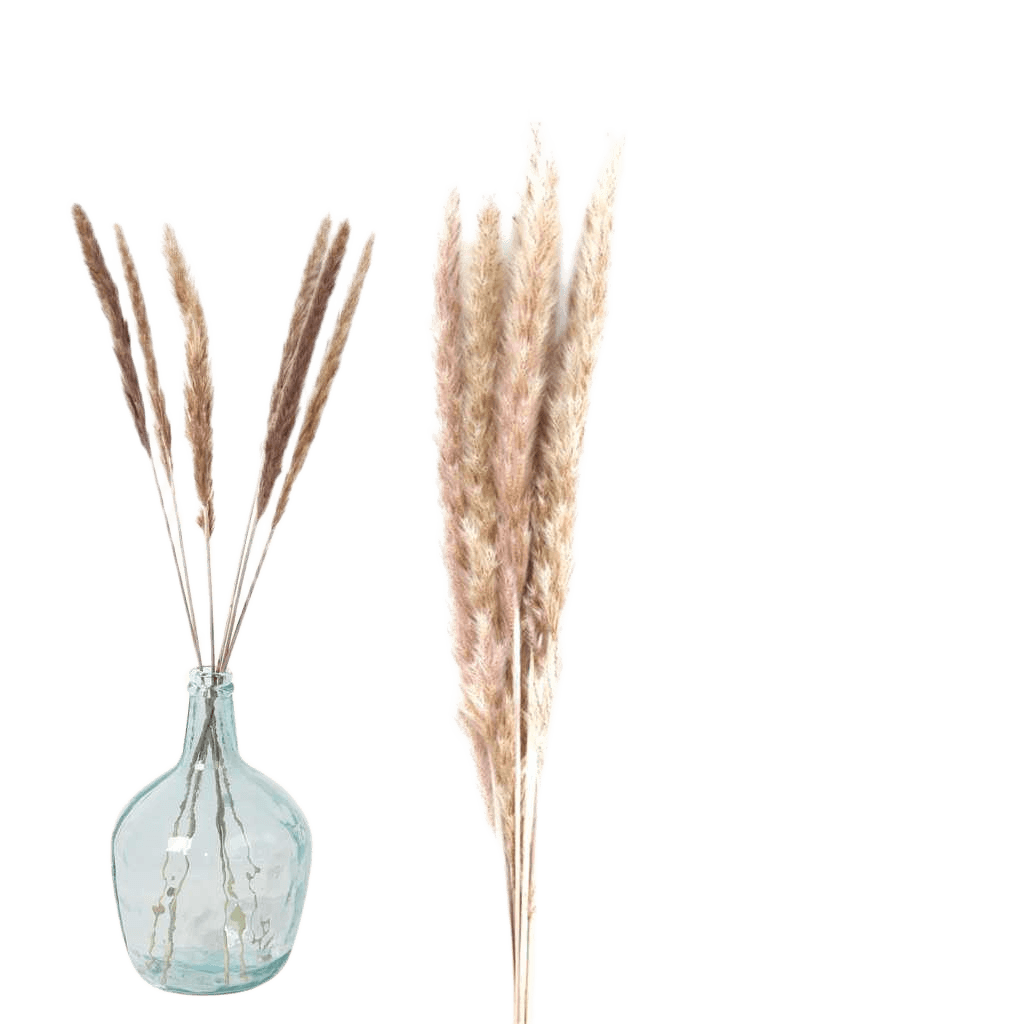 Artificial Natural Living - Natural Pampa X6pcs H65cm-H75cm