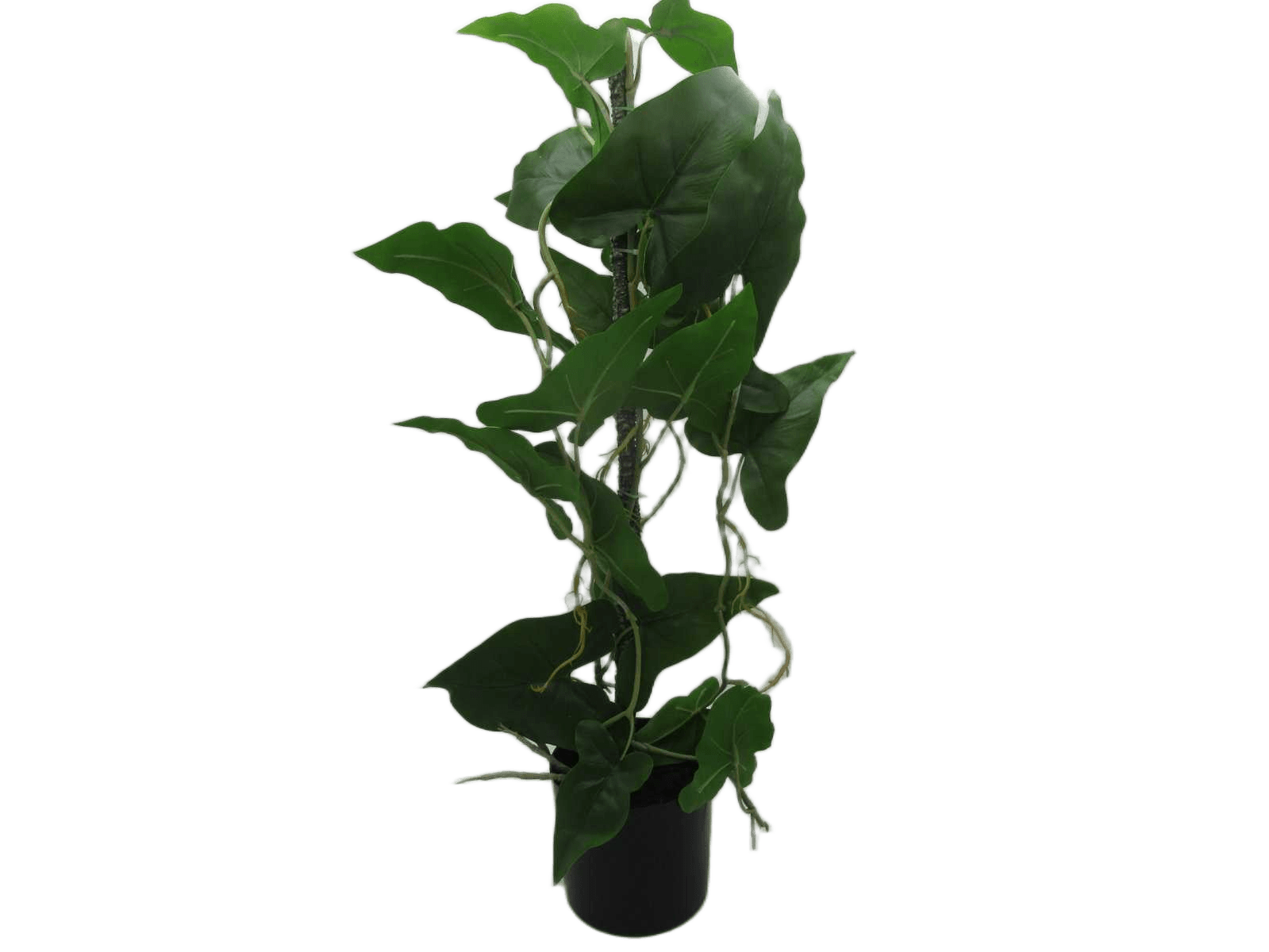 Artificial Typhonium Giganteum In Plastic Pot