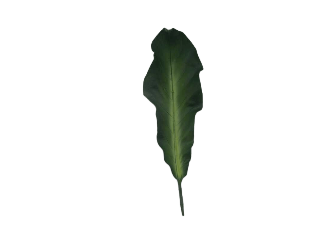 Artificial 56cm Single Tobacco Leaf