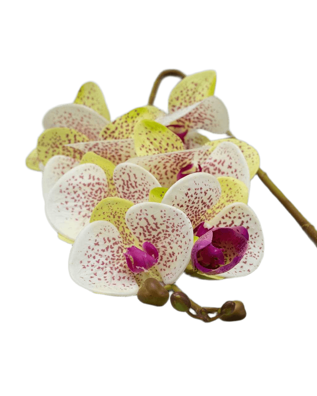 Artificial Orchid 99cm Single Hand Touch Orchid X 8 17whiteyellow With Beauty Dot 99