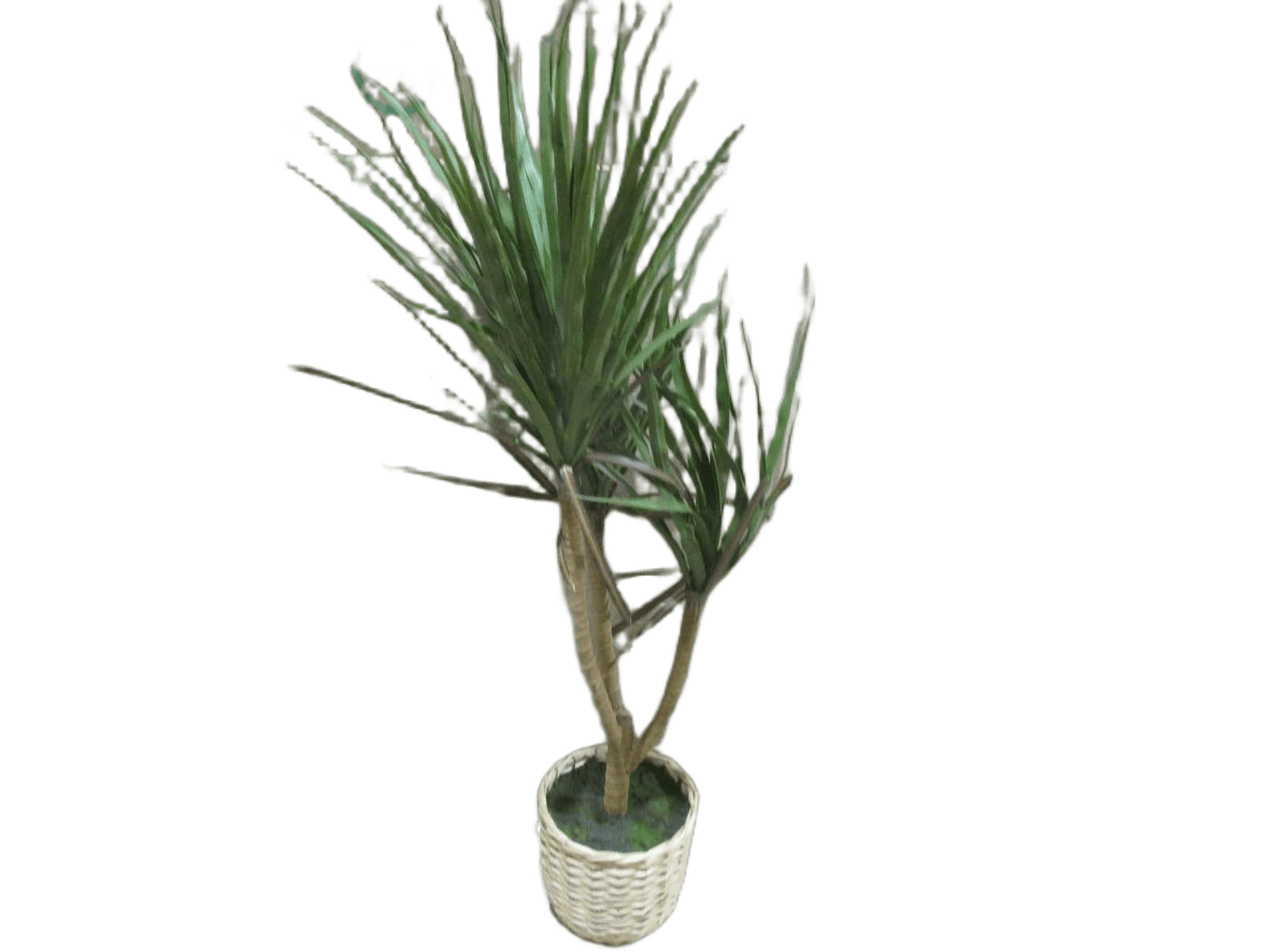 Artificial Yucca In Basket