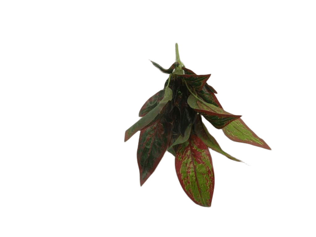 Artificial 35cm Real Touch Red -Green Dieffenbachia Bunch X 21 Lvs