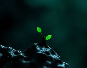 BNB Intègre le Jeu Boursier : Windtree Ouvre la Voie avec une Stratégie Audacieuse NASDAQ