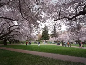 Site web dévoile les informations les plus récentes sur les dates optimales pour admirer les célèbres cerisiers en fleurs de l'UW.