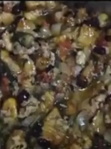 Chenilles Forestières Mijotées à la Tomate